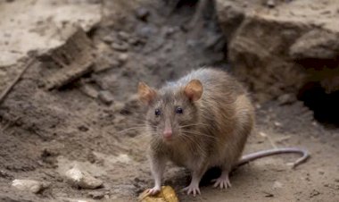Brasil registra primeira morte por hantavírus em 2026; vítima é homem de 46 anos